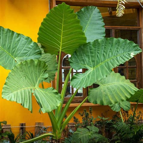 The Best 6 Big Leaf Houseplants for 2023 - Article on Thursd