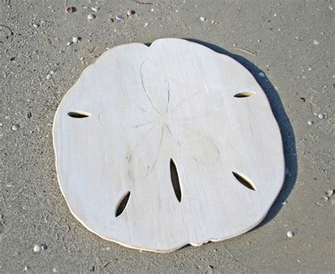 Wooden Sand Dollar Silhouette | Coastal Style Gifts