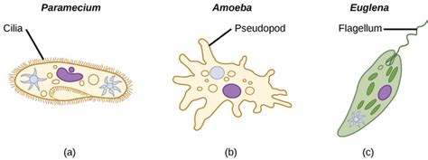 Protist Cell Structure Diagram