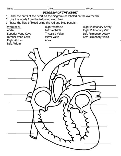 Printable Blank Heart Diagram