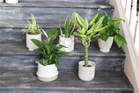 Healthy Home, Healthy You: The Benefits of Houseplants for Clean Air ...