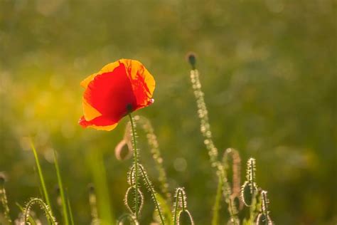 Poppy Flower Meaning and Symbolism (Spiritual, Cultural and Tattoo ...