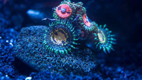 Palythoa Morph Identification Please - Identification Forum - Nano-Reef ...