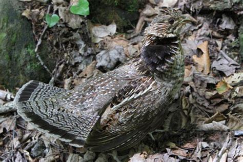 Ruffed Grouse Eggs Hatching | Grouse, Hatch, Eggs