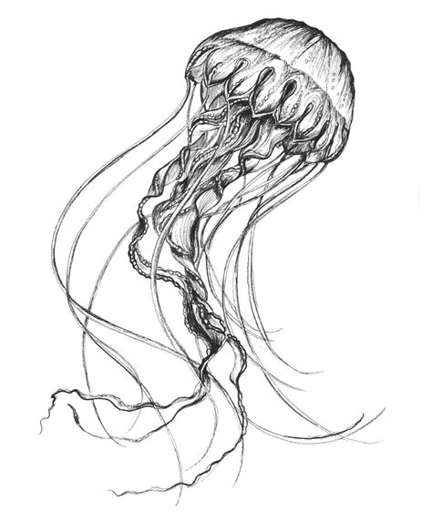 Box Jellyfish Drawing at GetDrawings | Free download