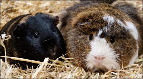 Guinea Pig - Dudley Zoo and Castle