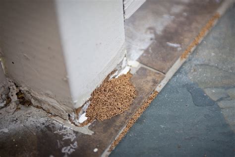 What Are The Signs of a Termite Infestation? - Florida Pest Control