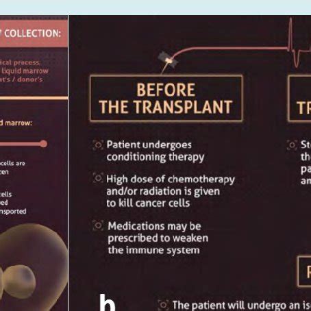 The stem cells process (a) collection (b) transplantation and recovery ...