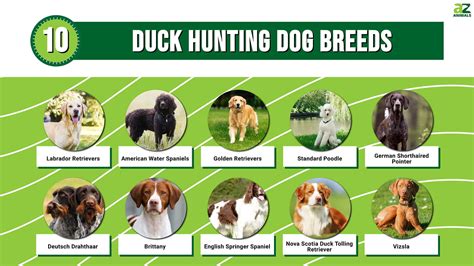 10 Duck Hunting Dog Breeds - A-Z Animals