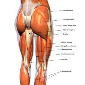 Muscles of the Hip: A Comprehensive Guide - JOI Jacksonville ...