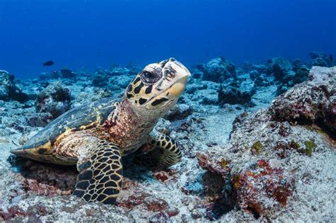 Waarom Zijn Havikschildpadden Ernstig Bedreigd? | Marjolein