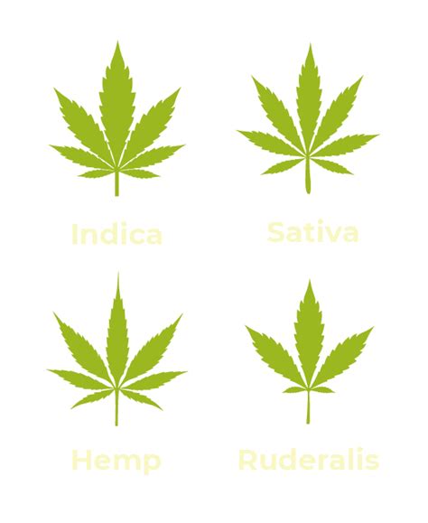 Cannabis Plant Types – StrainDen