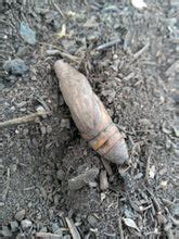 White Lined Sphinx Moth (Hummingbird Moth) EGGS -- LIVE Moth eggs ...