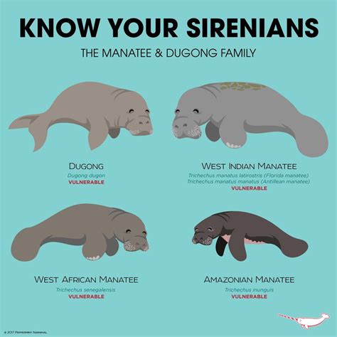 Pin on Animal Facts | Manatee, Ocean mammal, Marine animals