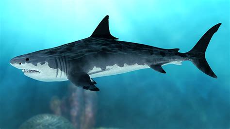 Megalodon: Terrifying facts about this prehistoric monster | Fox News