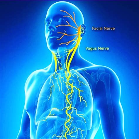 Reset Your Vagus Nerve in 5 minutes - Energize | Body Current