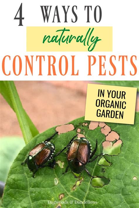 Natural Pest Control Methods for Your Garden in 2021 | Organic pest ...