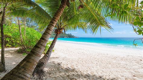 1366x768px | free download | HD wallpaper: 8k uhd, palm tree, sandy ...