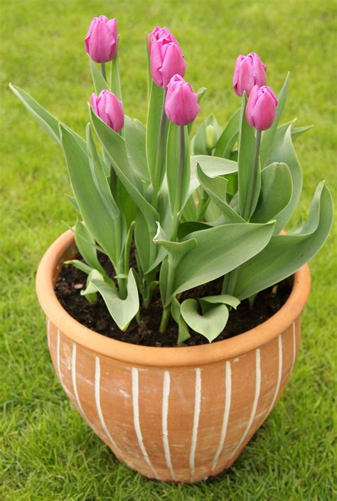 Pink Tulips | Planting tulips, Tulips garden, Tulip bulbs