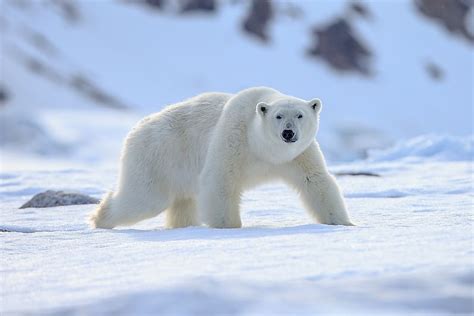 Animals That Live in the Tundra - WorldAtlas