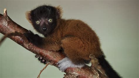 Baby red ruffed lemurs make Zoo debut on RTÉ One