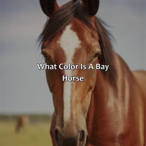 What Color Is A Bay Horse - colorscombo.com