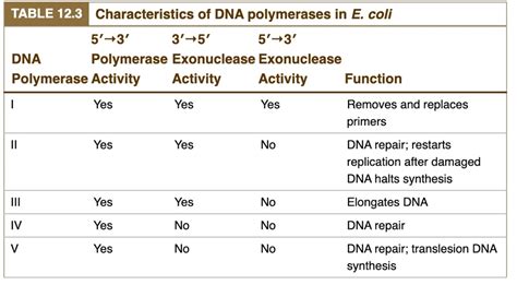 SOLVED: TABLE 12.3 Characteristics of DNA polymerases in E coli 5'-3' 3 ...