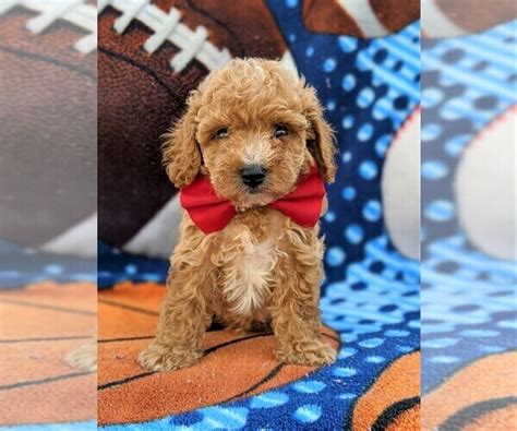 View Ad: Cavachon-Poodle (Miniature) Mix Puppy for Sale near ...