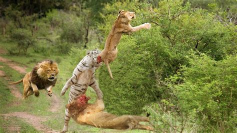 Wild Animals Fight To The Death HD Lion, White Lion,Tiger,Leopard,Snow ...