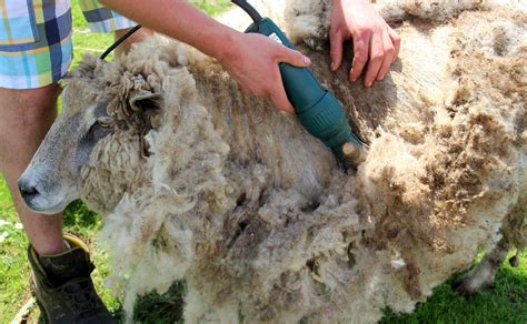 Why Do Sheep Need Shearing? The Benefits Of Shearing - Felt and Yarn