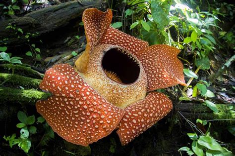 Rafflesia, Bunga Misterius yang Butuh Sentuhan Peneliti : Mongabay.co.id