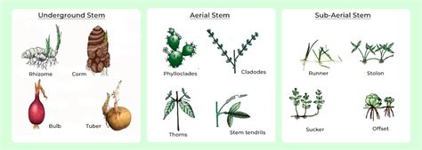 Stem - Structure, Characteristics, Functions, Modifications, and FAQs