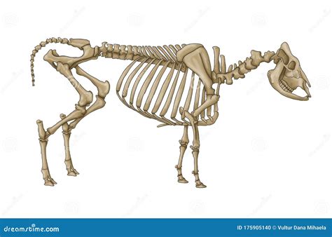 Cow skeleton stock illustration. Illustration of nature - 175905140