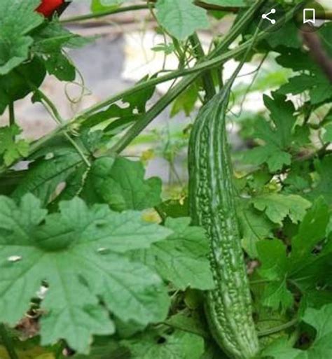 Ampalaya Bitter Melon seedlings, Furniture & Home Living, Gardening ...