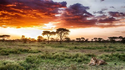 Serengeti National Park Wallpapers - Wallpaper Cave