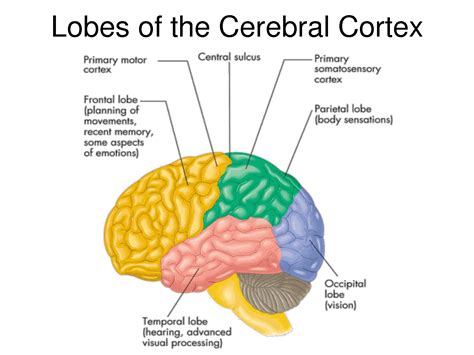 Cerebral Cortex; Insula of Reil | Cerebral cortex, Nervous system ...