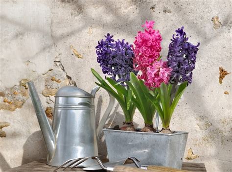 Premium Photo | Hyacinths in metal pot