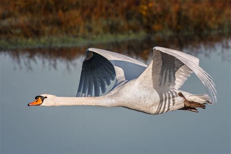 low flying swan – Stan Schaap PHOTOGRAPHY