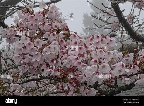 Cherry blossoms in full bloom.Train, cherry blossom, tree, cloud ...