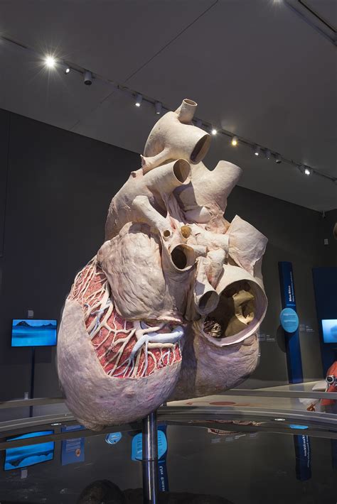 A Blue Whale Heart Has Been Perfectly Preserved For The First Time Ever ...