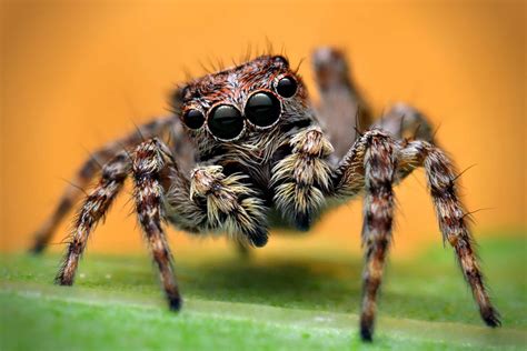 Top 999+ spider images – Amazing Collection spider images Full 4K