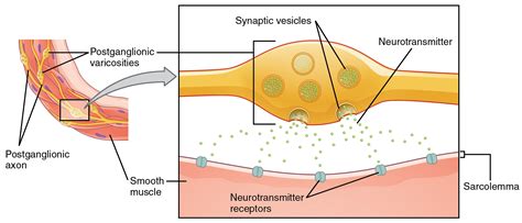 1.5 The Autonomic Nervous System – Neuroscience: Canadian 1st Edition