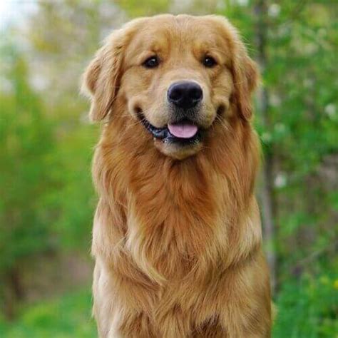 How To Care For Golden Retrievers | VIDA Veterinary Care