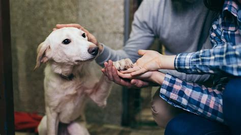 Día Mundial del perro: los beneficios que trae a tu vida adoptar a una ...