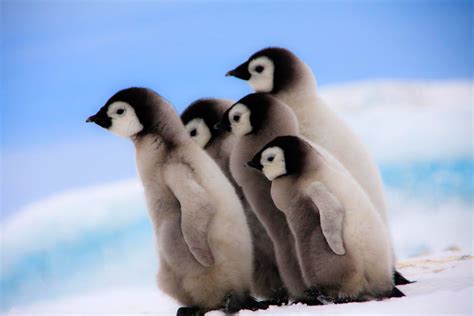 Photo of the Day: Emperor Penguin Chicks in Antarctica