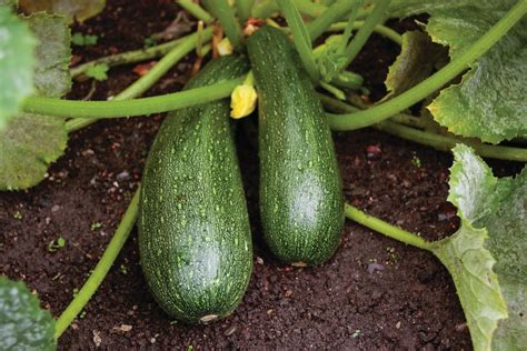 Zucchini | Summer Squash, Edible Fruit, C. pepo | Britannica