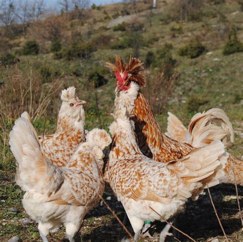 Brabanter Chicken Breed Info - Chicken & Chicks Info