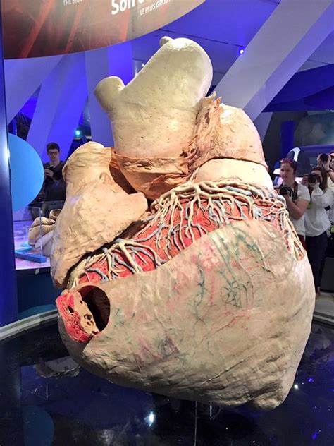 Update: Famous (and ginormous) blue whale heart is now on display ...