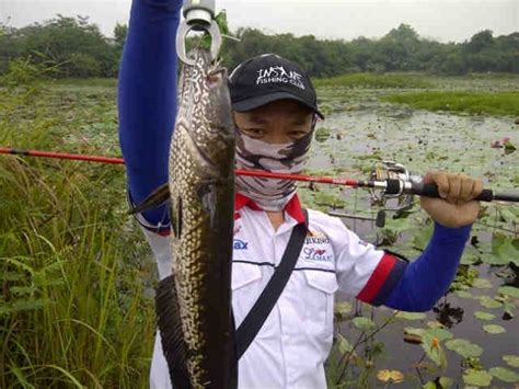 Umpan Mancing Ikan Gabus Jitu Terbaru dan Paling Ampuh