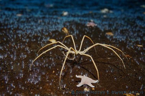 14 October 2016 Sea spiders: not your average arthropod | PolarTREC